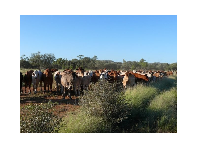 Adavale QLD 4474