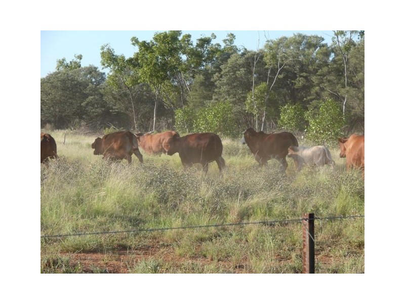 Adavale QLD 4474