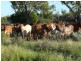 Adavale QLD 4474