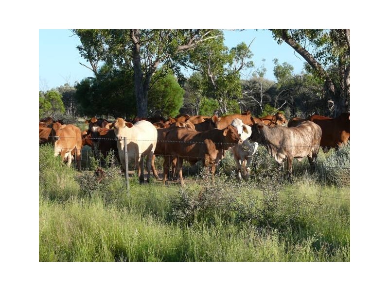 Adavale QLD 4474