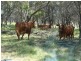 Adavale QLD 4474