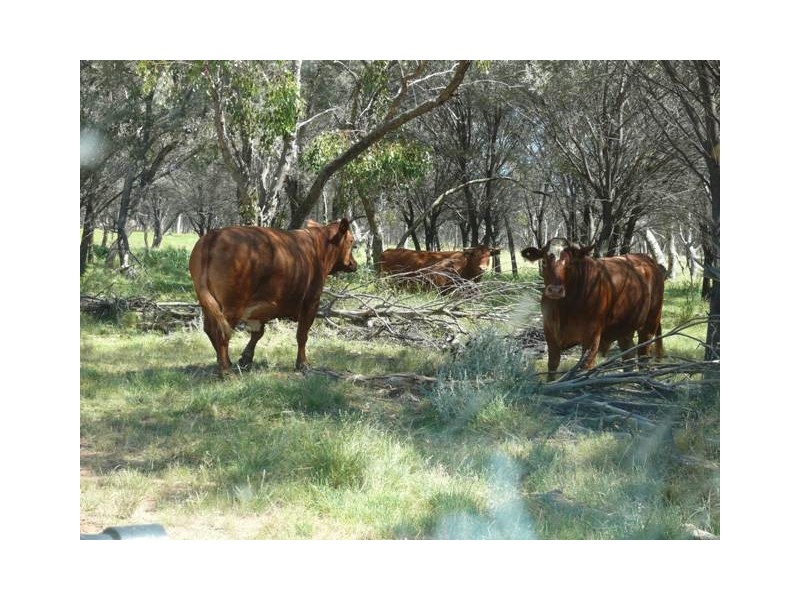 Adavale QLD 4474