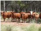 Adavale QLD 4474