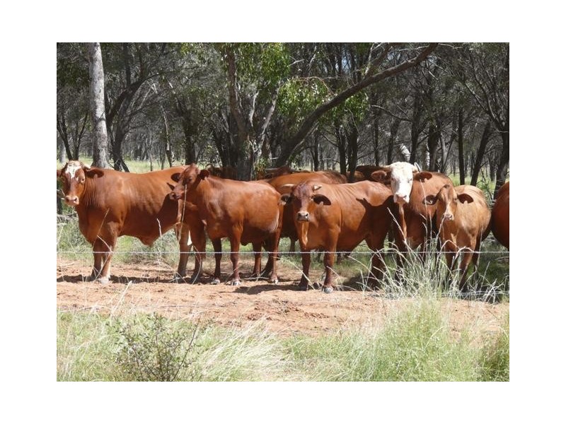 Adavale QLD 4474