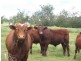 Jondaryan QLD 4403