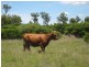 KOORINGAL 537 KOGAN RD, Tara QLD 4421