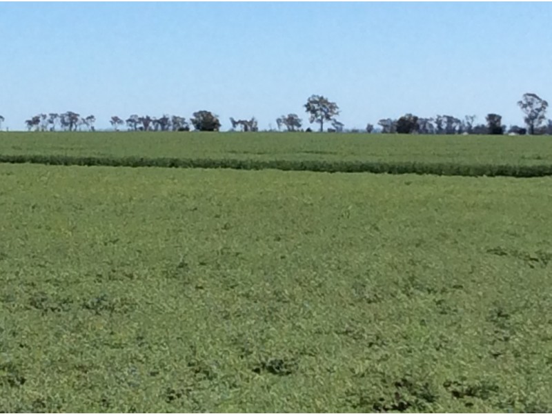 ” Gavonni “, Bowenville QLD 4404