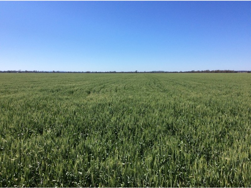 ” Gavonni “, Bowenville QLD 4404