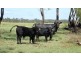 ” Gavonni “, Bowenville QLD 4404