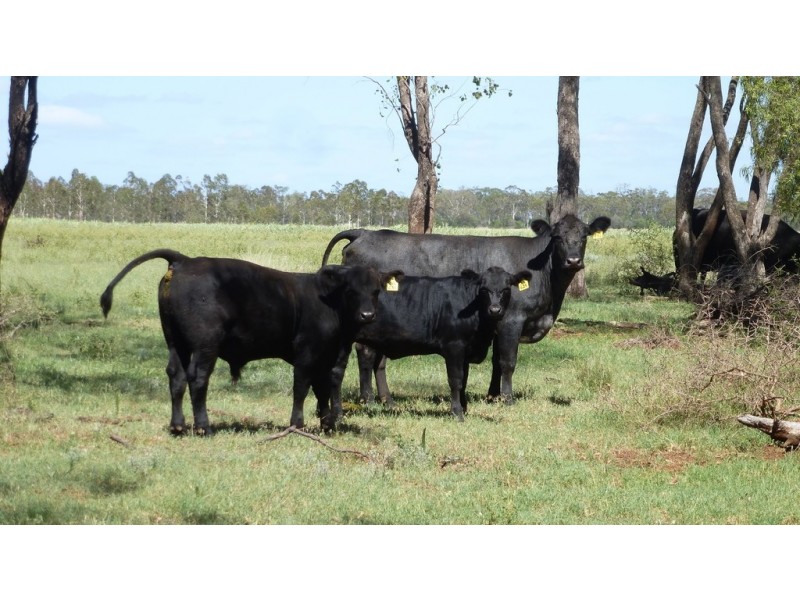 ” Gavonni “, Bowenville QLD 4404