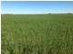 ” Gavonni “, Bowenville QLD 4404