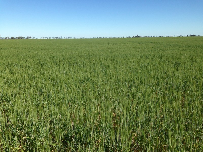 ” Gavonni “, Bowenville QLD 4404