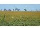 ” Gavonni “, Bowenville QLD 4404