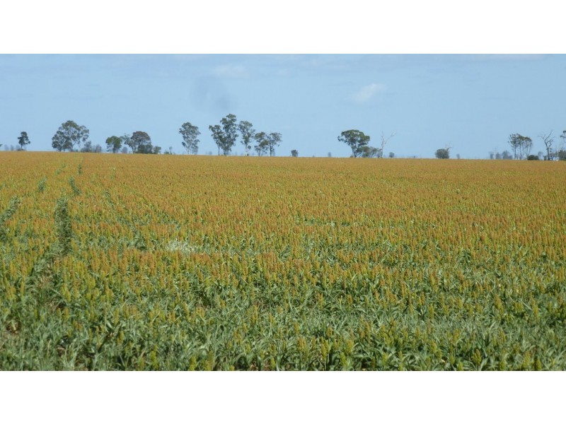 ” Gavonni “, Bowenville QLD 4404