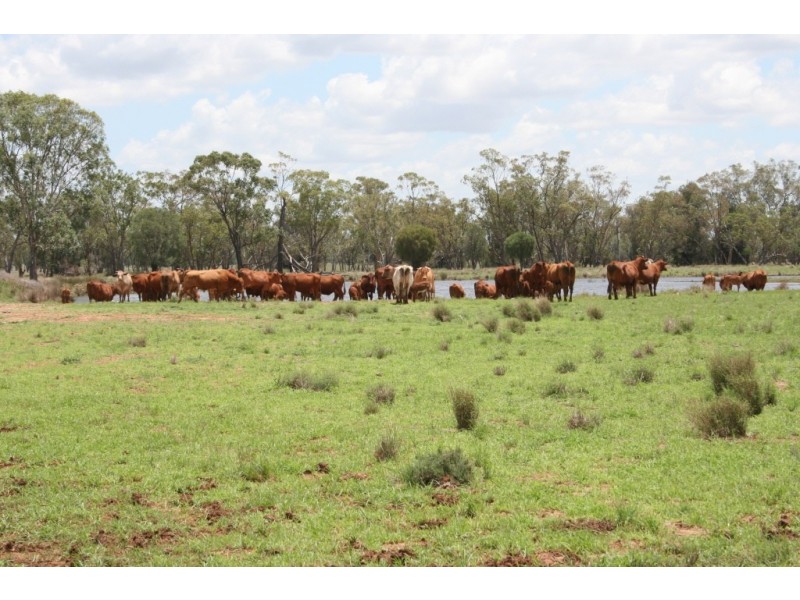 Meandarra QLD 4422