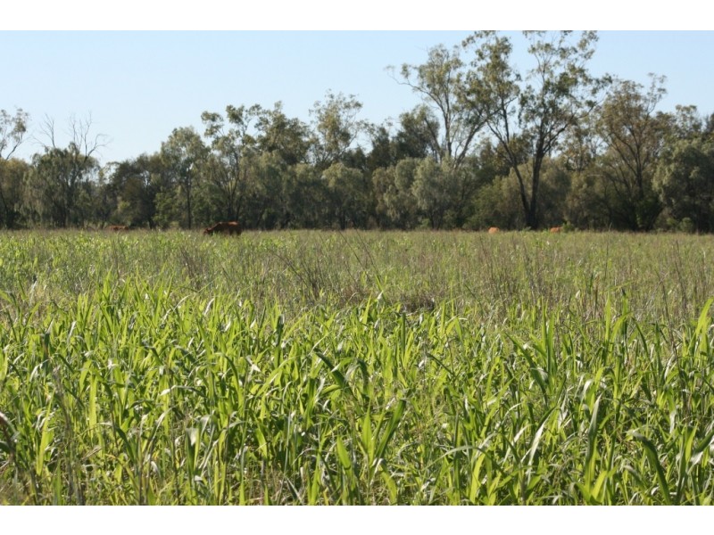 Meandarra QLD 4422