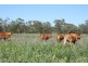 Meandarra QLD 4422