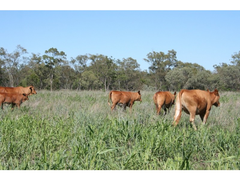 Meandarra QLD 4422