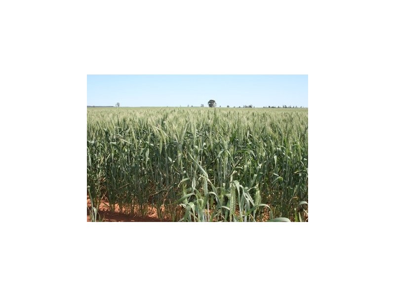 Meandarra QLD 4422