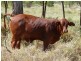 ” Ashling”, Mitchell QLD 4465