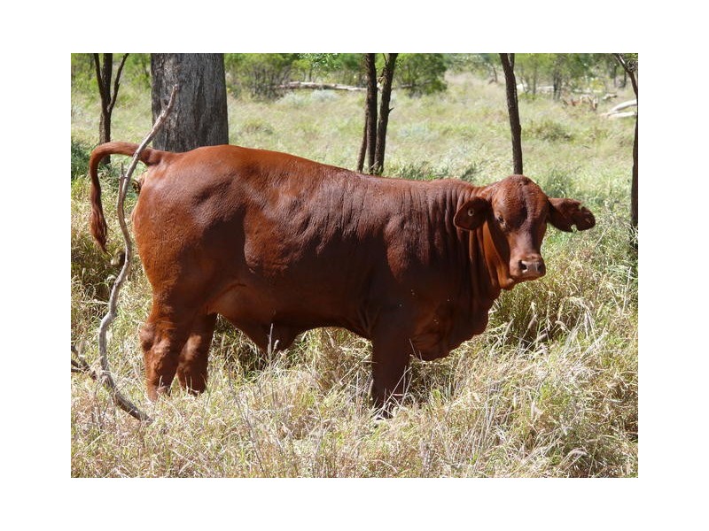 ” Ashling”, Mitchell QLD 4465