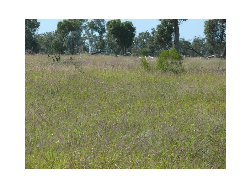 ” Ashling”, Mitchell QLD 4465