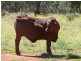 ” Ashling”, Mitchell QLD 4465