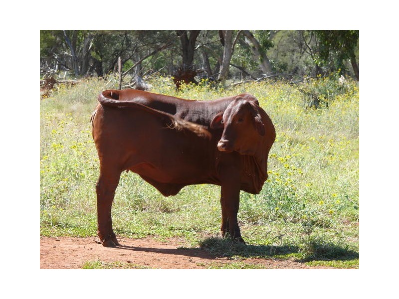 ” Ashling”, Mitchell QLD 4465