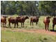 ” Ashling”, Mitchell QLD 4465