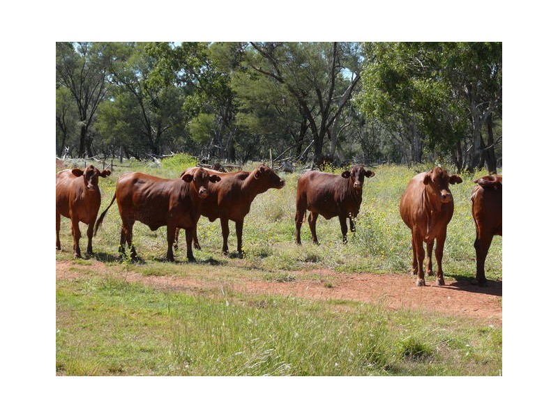 ” Ashling”, Mitchell QLD 4465