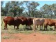 ” Ashling”, Mitchell QLD 4465