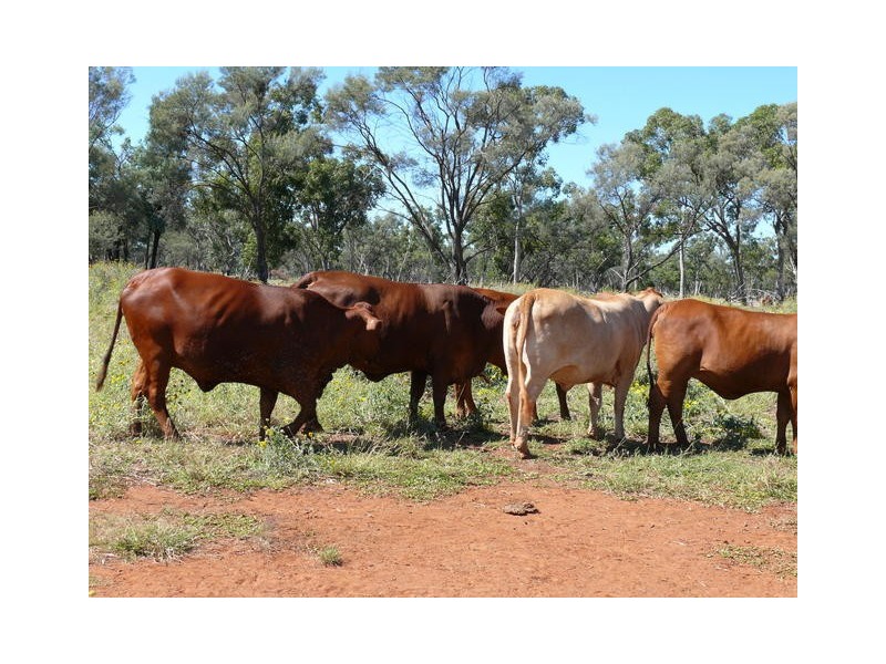 ” Ashling”, Mitchell QLD 4465