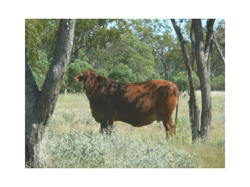 ” Ashling”, Mitchell QLD 4465