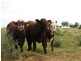 ” Onepah”, Tibooburra NSW 2880