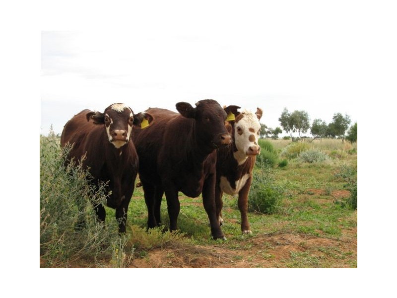 ” Onepah”, Tibooburra NSW 2880