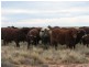 ” Onepah”, Tibooburra NSW 2880