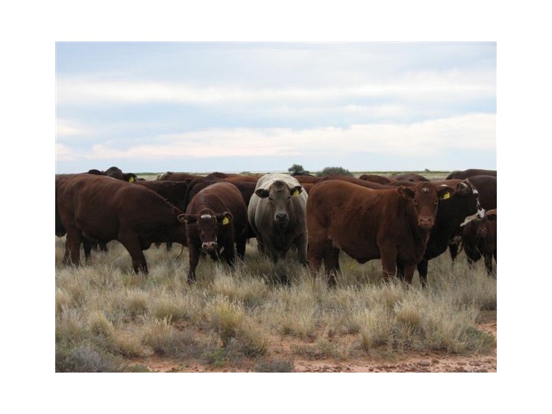 ” Onepah”, Tibooburra NSW 2880