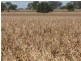 Dalby QLD 4405