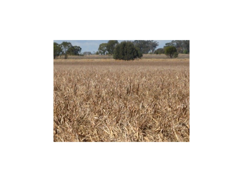 Dalby QLD 4405
