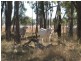 Millmerran QLD 4357