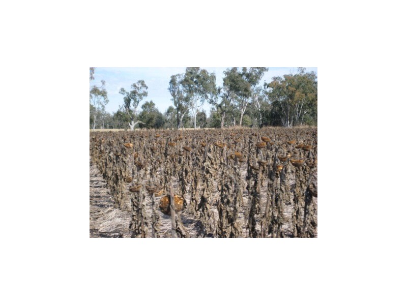 Millmerran QLD 4357
