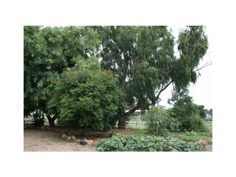 17 WILSON STREET, Condamine QLD 4416