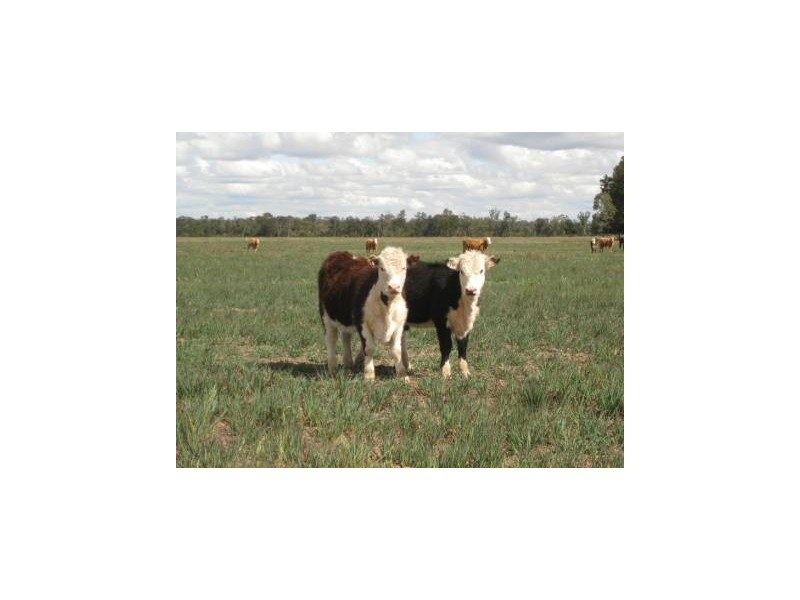 ” Tartha”, Moonie QLD 4406