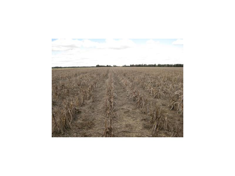 ” Tartha”, Moonie QLD 4406