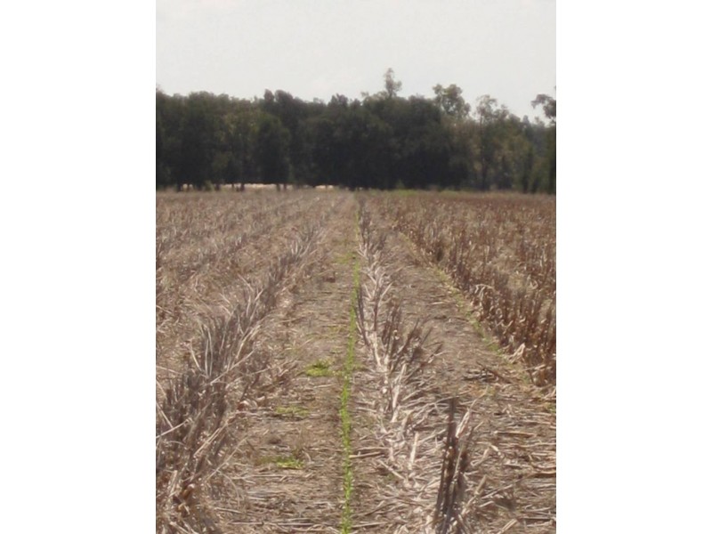 ” Tartha”, Moonie QLD 4406