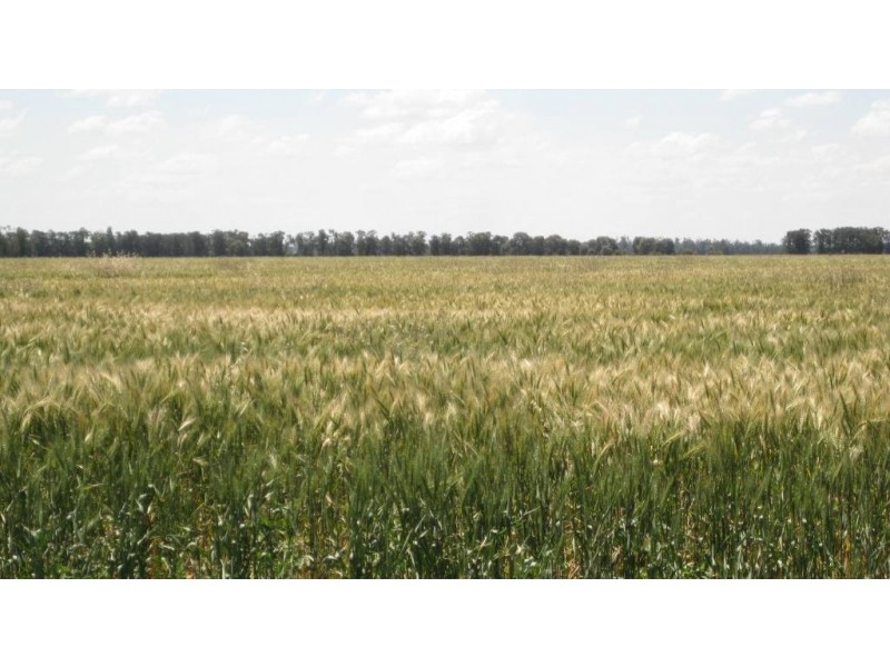 ” Tartha”, Moonie QLD 4406