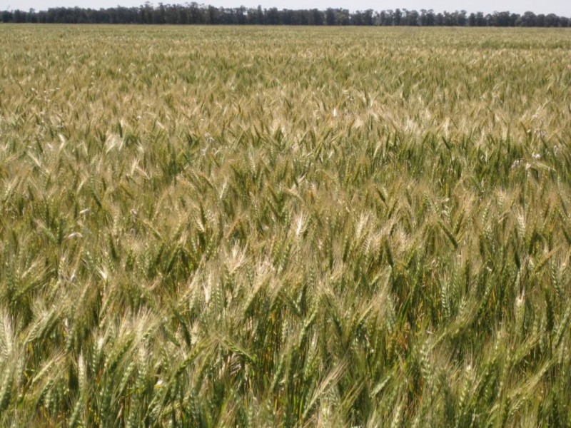 ” Tartha”, Moonie QLD 4406