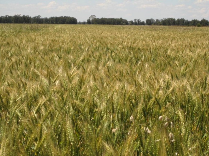 ” Tartha”, Moonie QLD 4406