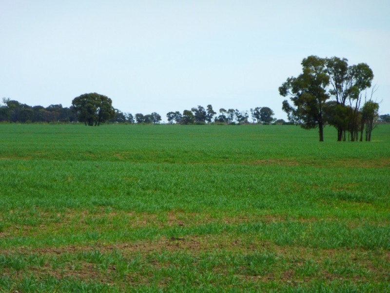 ” Kooringal “, Tara QLD 4421