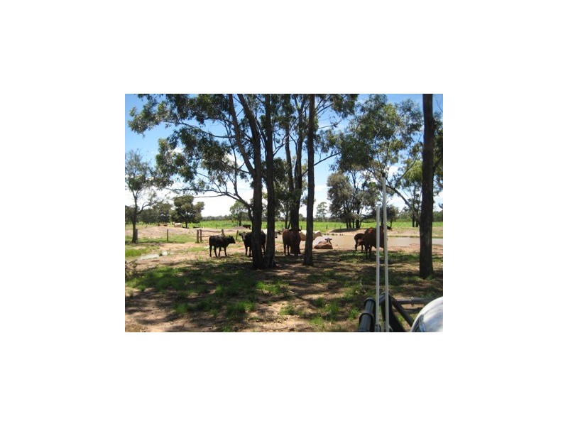 ” Kooringal “, Tara QLD 4421